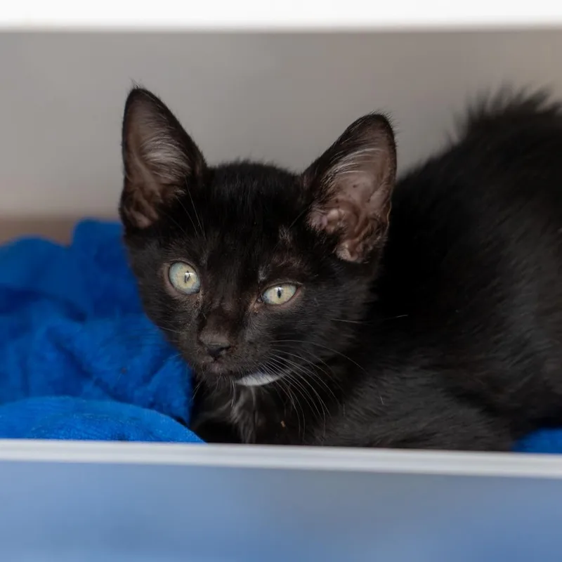 A baby small-sized male Black Domestic Short Hair cat named Kirk for adoption in New York, NY