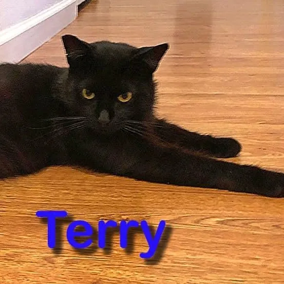 A young large-sized male Black Domestic Short Hair cat named Terry for adoption in Antioch, CA