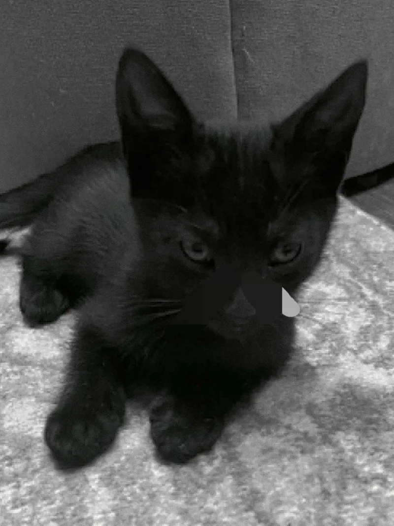 A baby medium-sized male Black Domestic Short Hair cat named Jaxon for adoption in Mesa, AZ