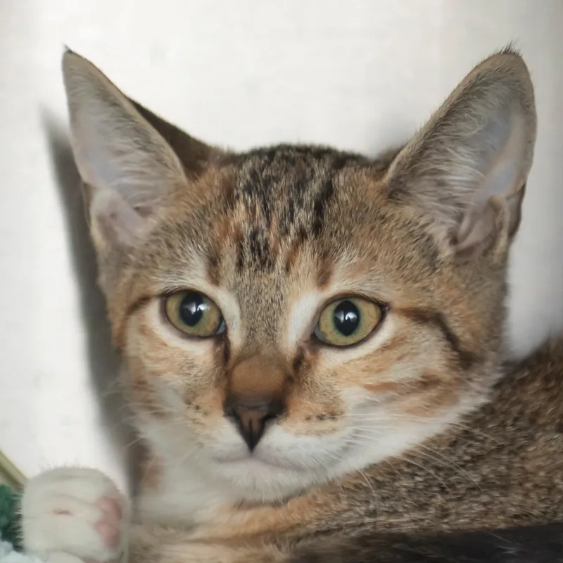 Nala