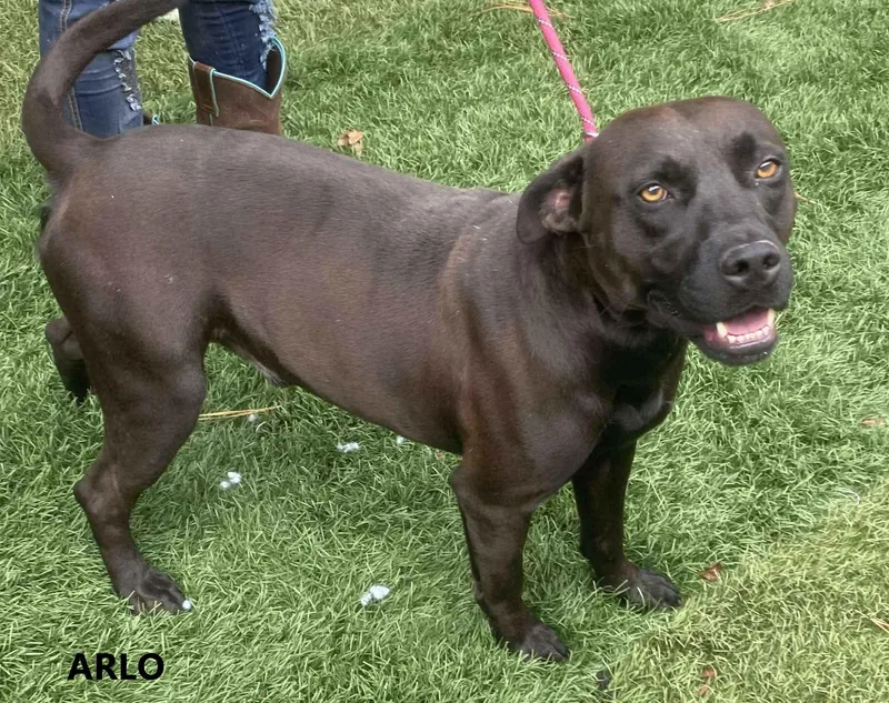 A young medium-sized male Black Labrador Retriever dog named Arlo for adoption in Washington, GA