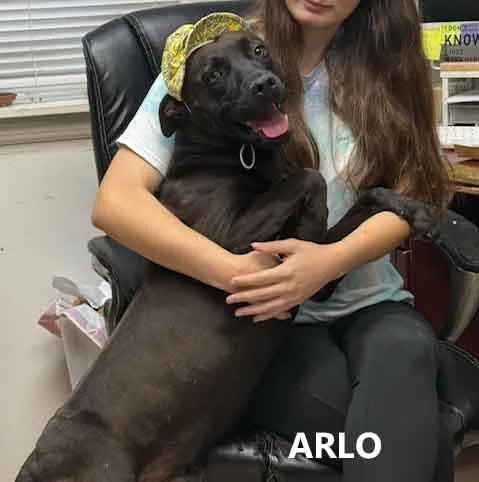 Arlo thumbnail 2