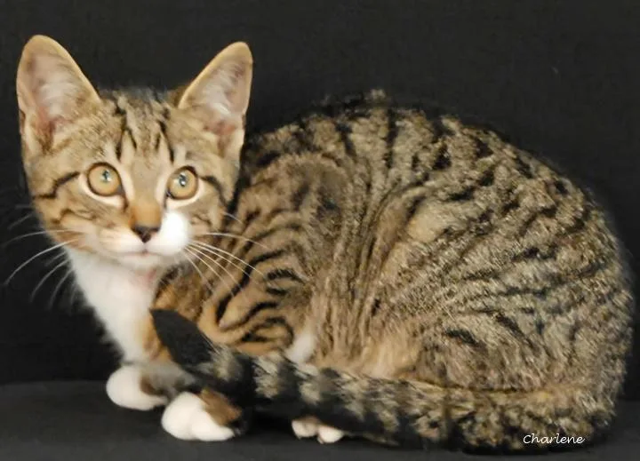 A baby medium-sized male White American Shorthair cat named Tots for adoption in Newland, NC