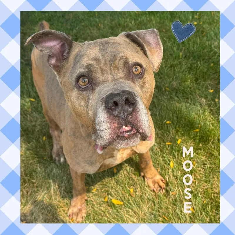 Moose thumbnail 2