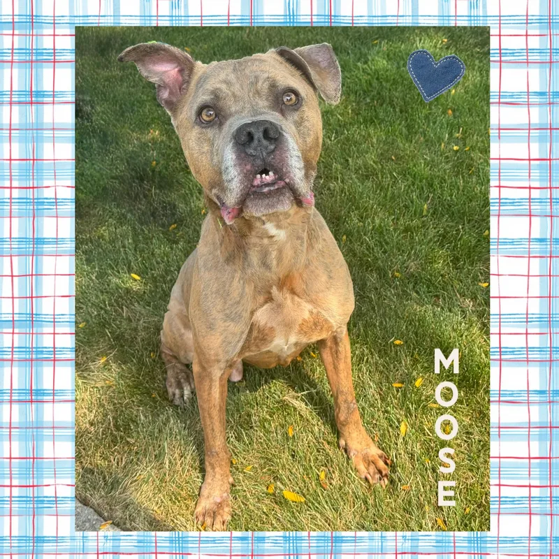 Moose thumbnail 4
