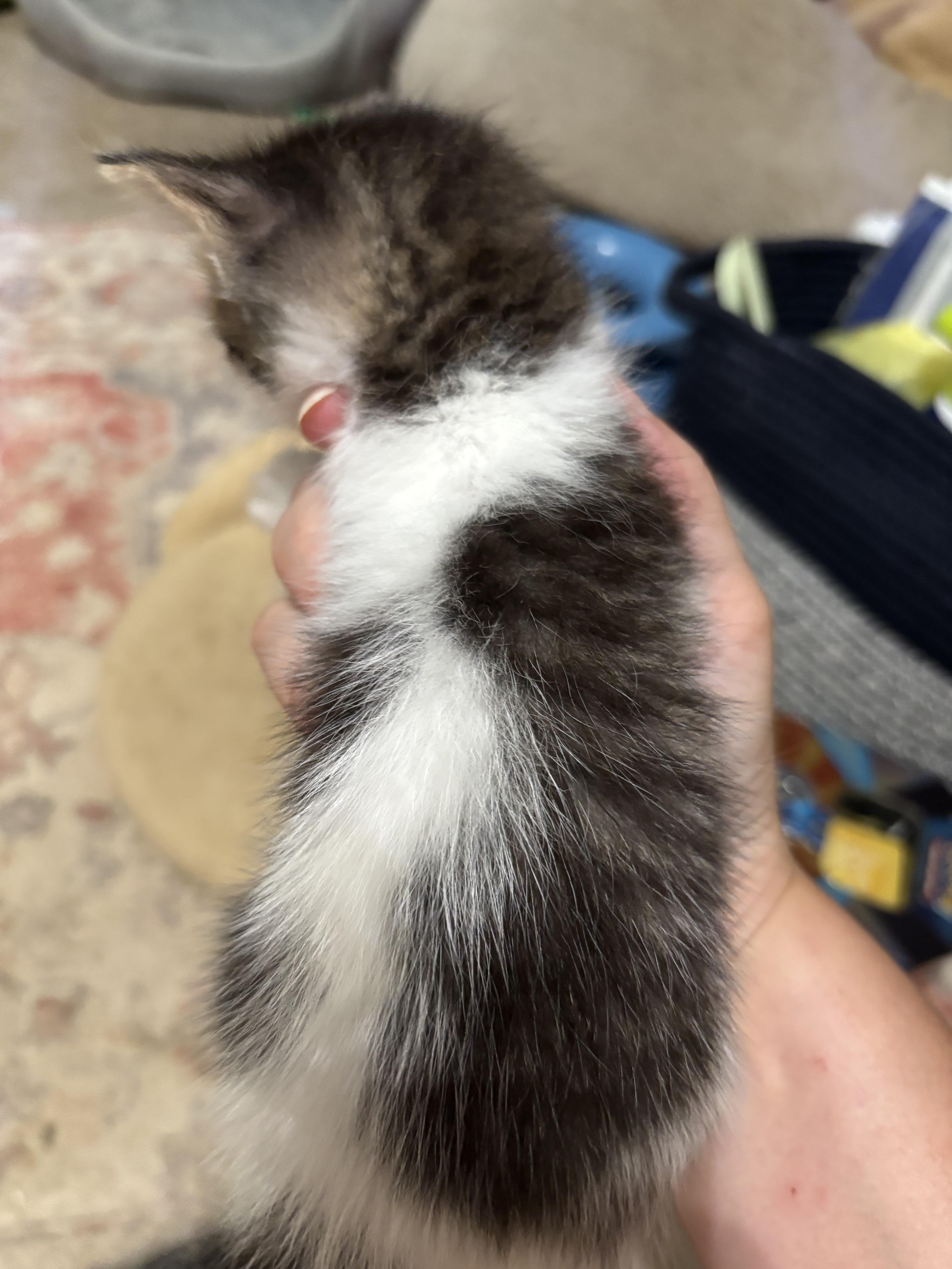 A baby small-sized female Domestic Short Hair cat named Emma for adoption in Randolph, AL