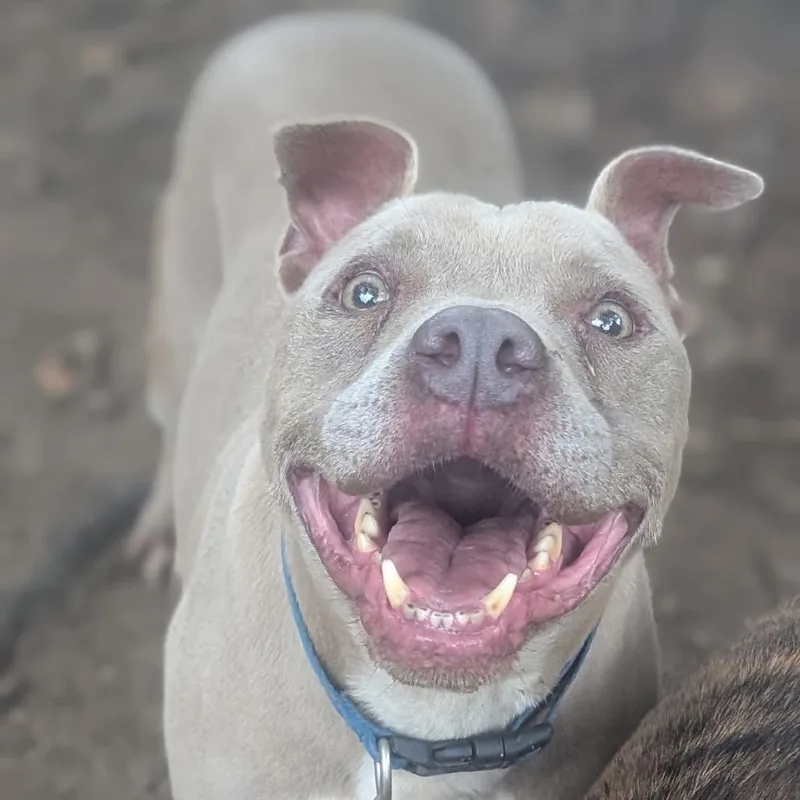 Dozer thumbnail 4