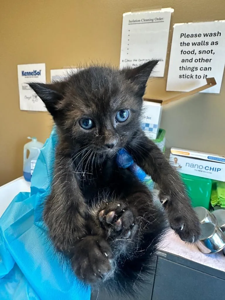 A baby small-sized male Domestic Short Hair cat named Appa for adoption in Waverly, NY