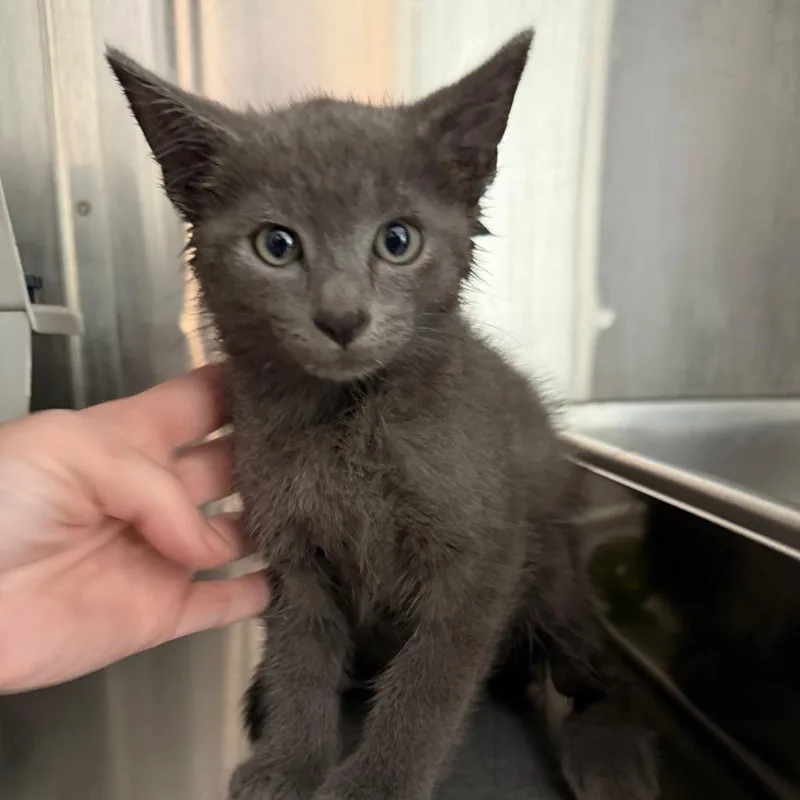 A baby small-sized male Gray / Blue / Silver Domestic Short Hair cat named Ollie for adoption in Winston Salem, NC