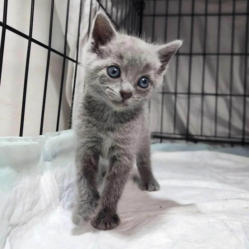An adult small-sized male Gray / Blue / Silver Domestic Short Hair cat named Gabor for adoption in Piscataway, NJ