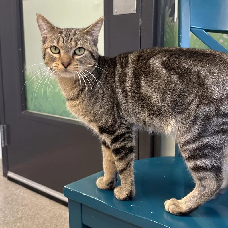 A young small-sized male Brown / Chocolate Domestic Short Hair cat named Jelly Wiggles for adoption in Naperville, IL