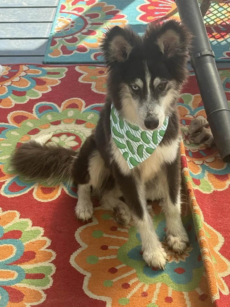 A baby medium-sized male Husky dog named Dexter for adoption in Holbrook, NY