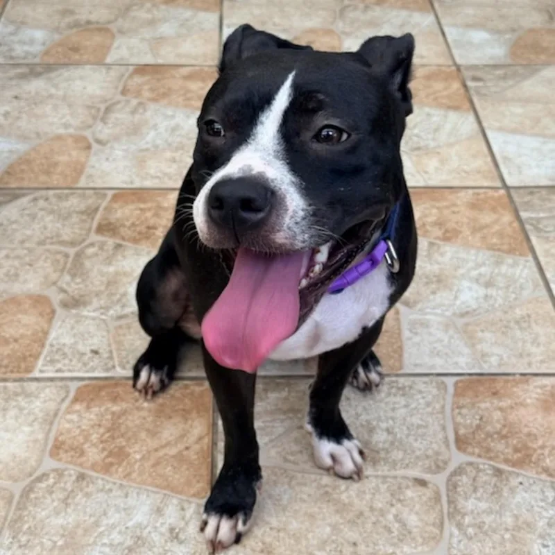 Oreo