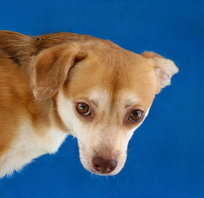 A young small-sized male Chihuahua dog named Ranger for adoption in Pasadena, CA