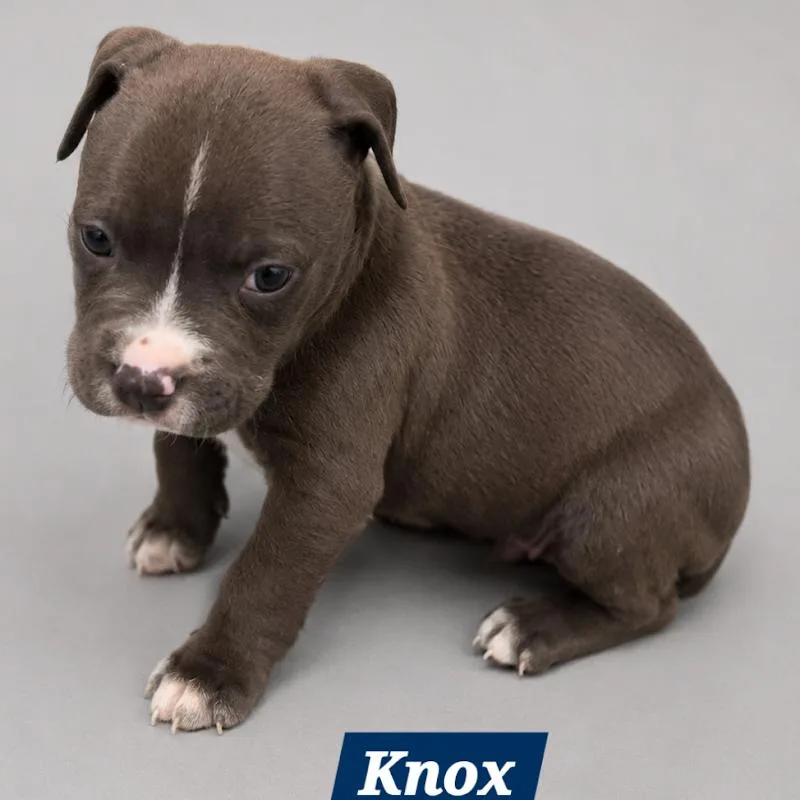 Knox