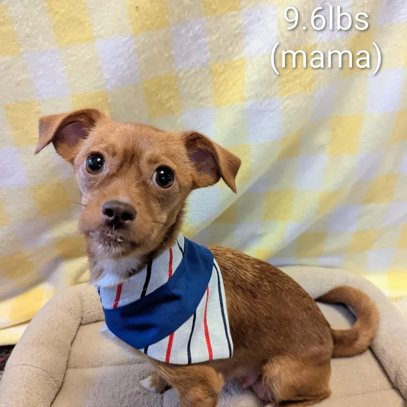 A young small-sized female Mixed Breed dog named Sailor for adoption in Asheville, NC
