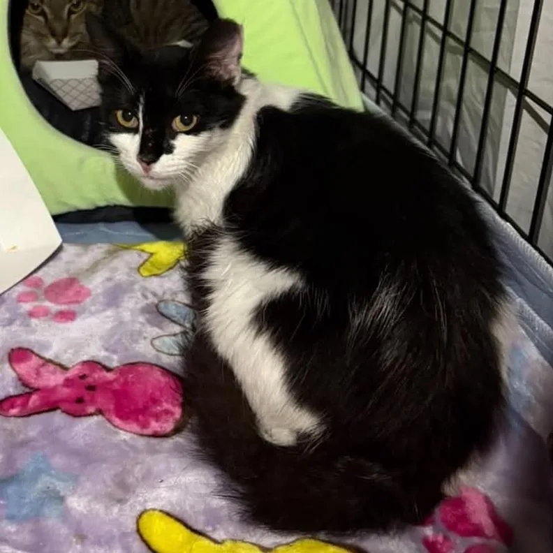 An adult small-sized female Domestic Medium Hair cat named Batgirl for adoption in Reisterstown, MD