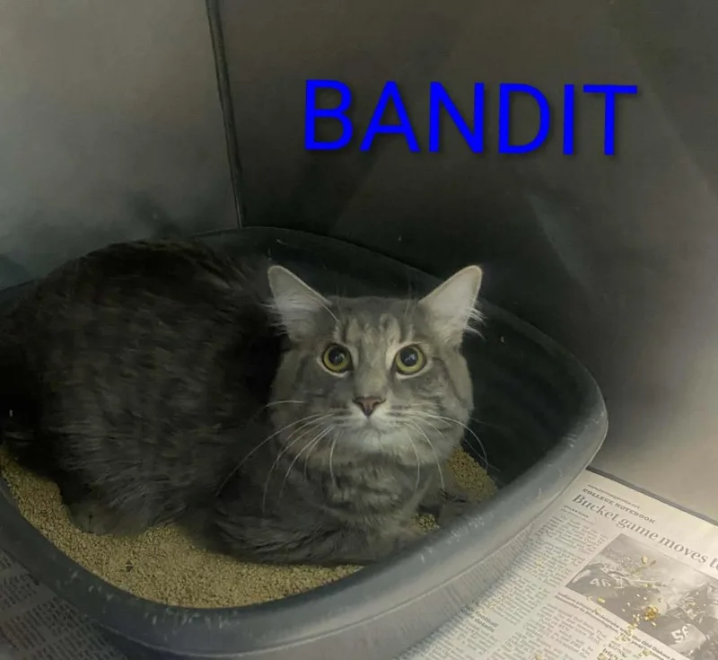 A young medium-sized male Domestic Medium Hair cat named Bandit for adoption in Kendallville, IN