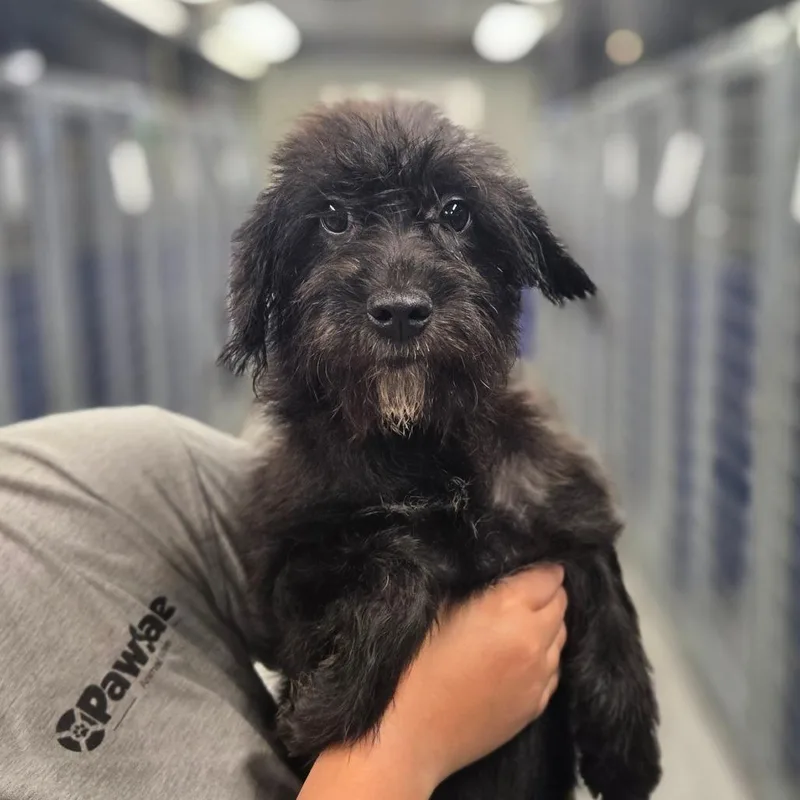 A baby medium-sized female Terrier dog named CT Dot avail Sep for adoption in Stormville, NY