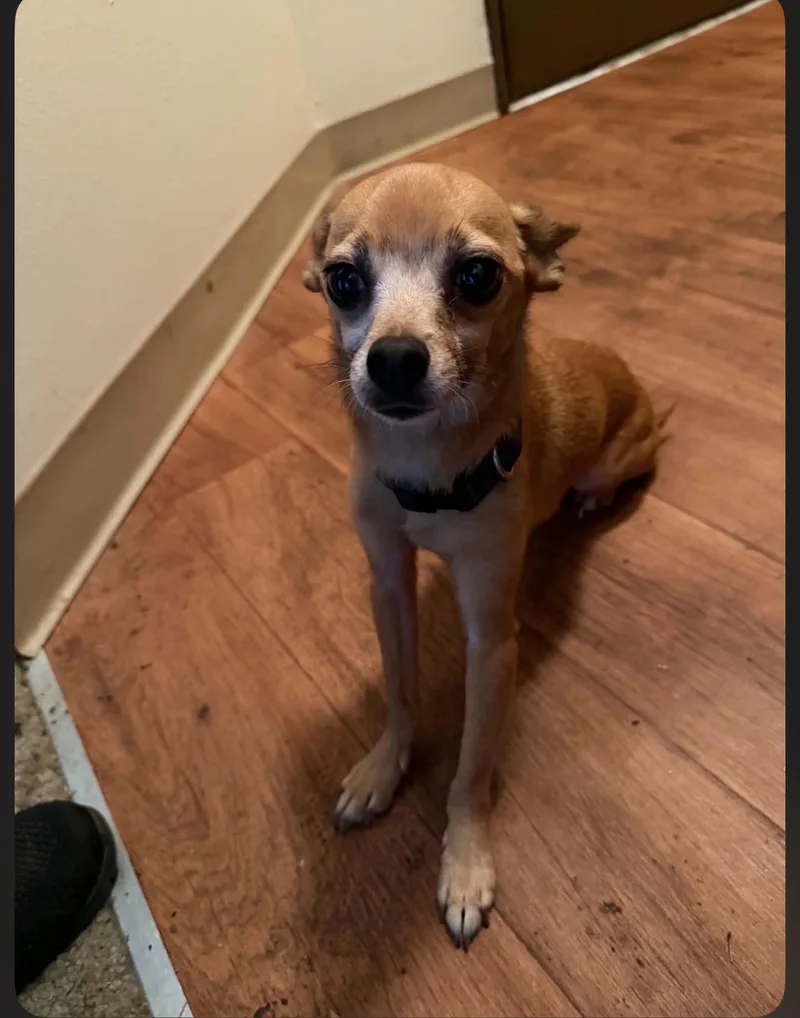 An adult small-sized male Apricot / Beige Chihuahua dog named Ty for adoption in Beaverton, OR