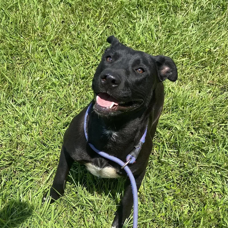 A young medium-sized female Black Labrador Retriever dog named Amelia for adoption in POLKTON, NC