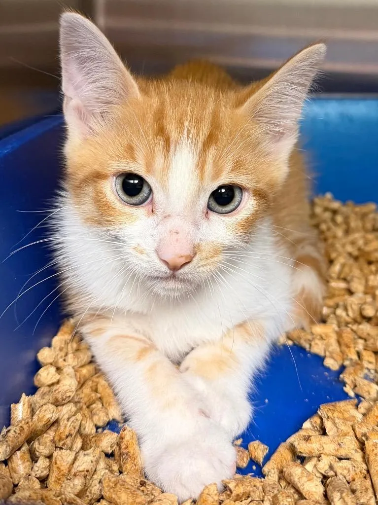 A baby small-sized male Domestic Short Hair cat named Short Ribs for adoption in Ocala, FL