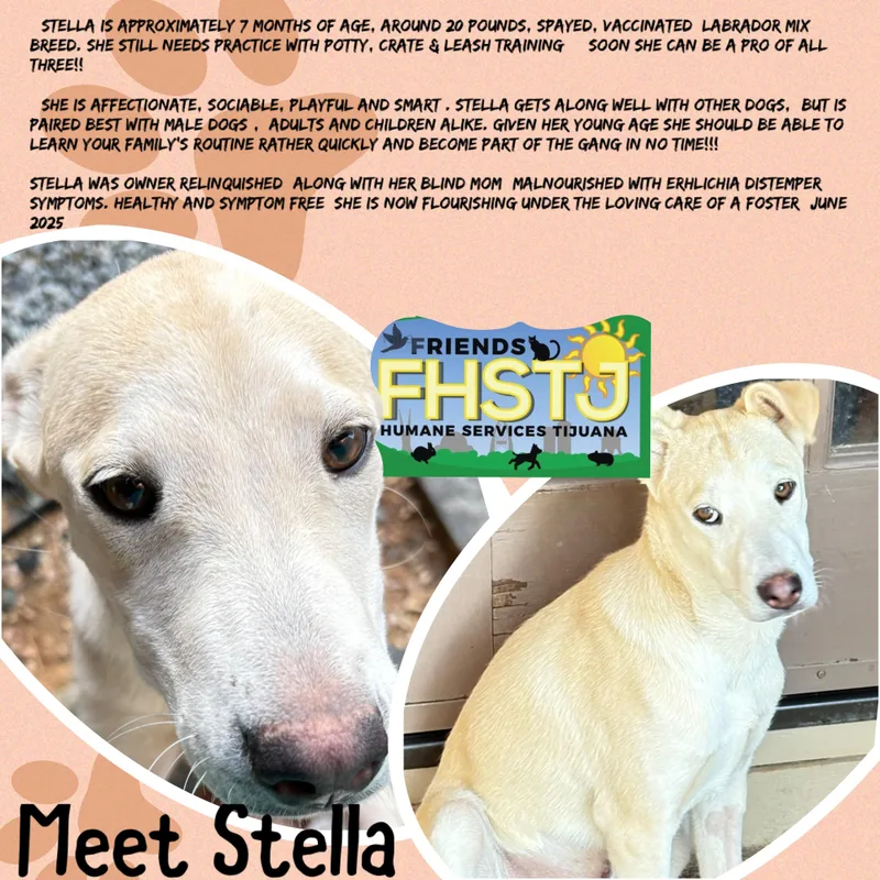 Stella thumbnail 4
