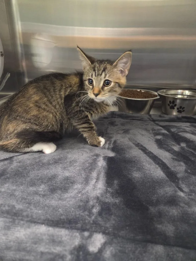 A baby medium-sized female Domestic Long Hair cat named Estella for adoption in Athens, TN