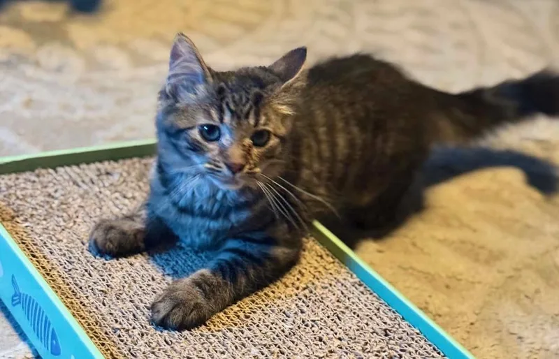 A baby small-sized female Tabby (Brown / Chocolate) Domestic Short Hair cat named Hopper for adoption in West Mifflin, PA
