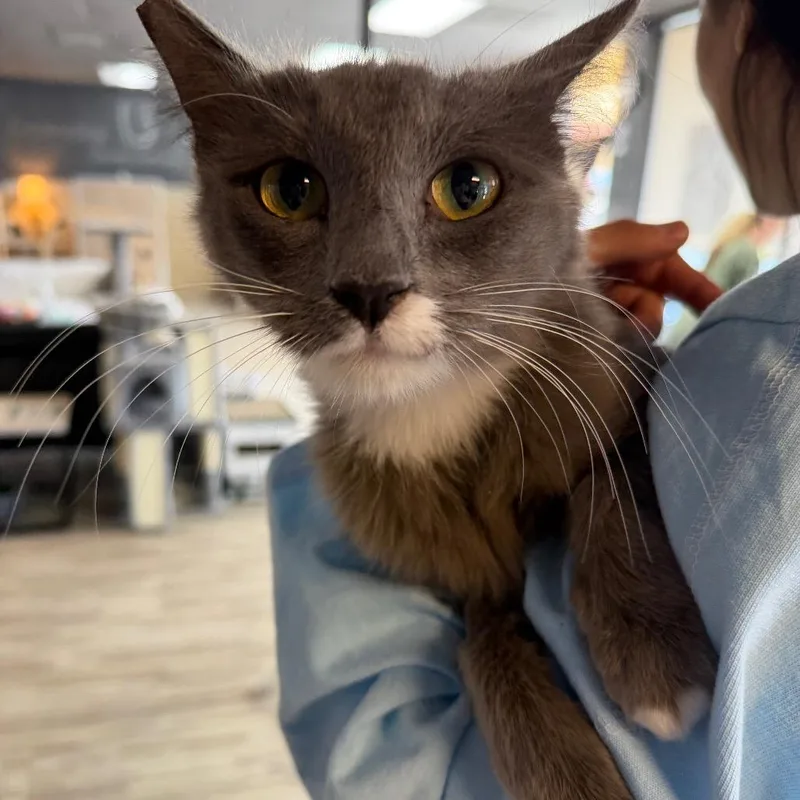 An adult medium-sized female Domestic Medium Hair cat named Lumi for adoption in Las Vegas, NV