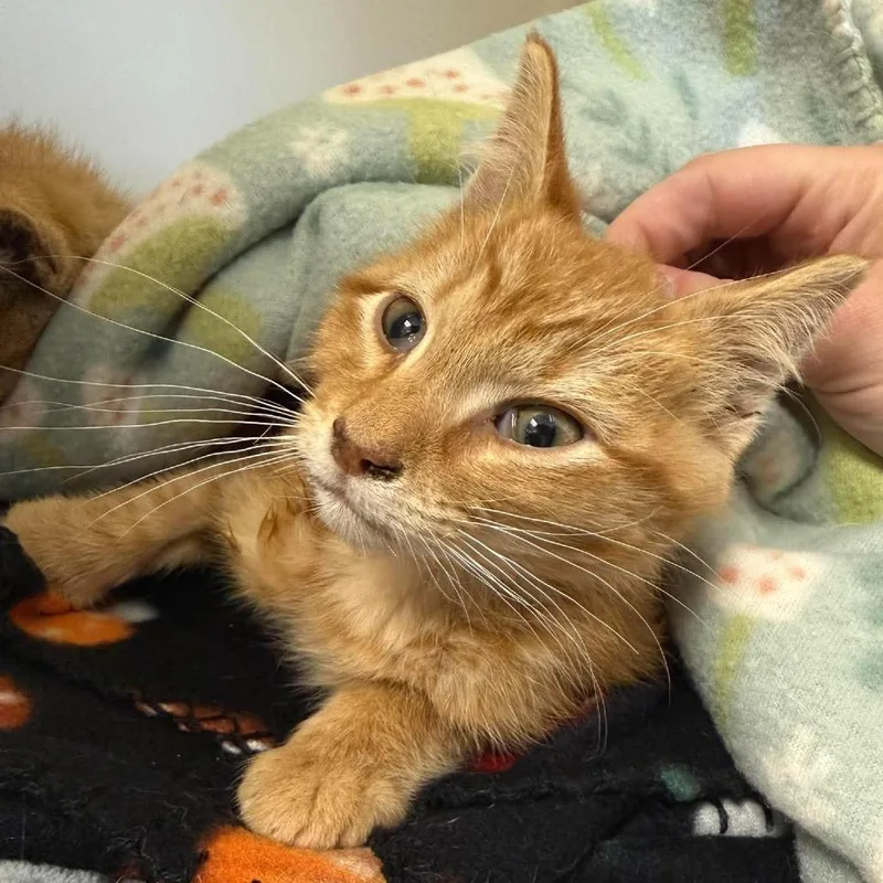 A baby small-sized male Buff / Tan / Fawn Domestic Short Hair cat named Davis for adoption in Rocky Mount, VA