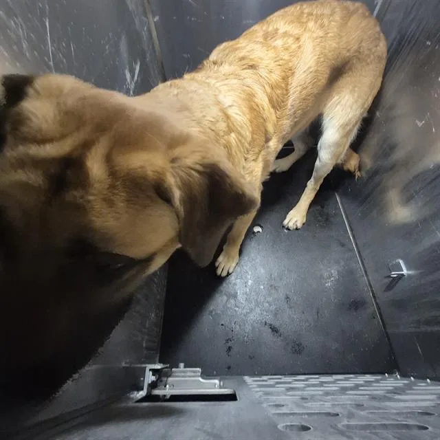 A young large-sized male Shepherd dog named Grum for adoption in San Antonio, TX