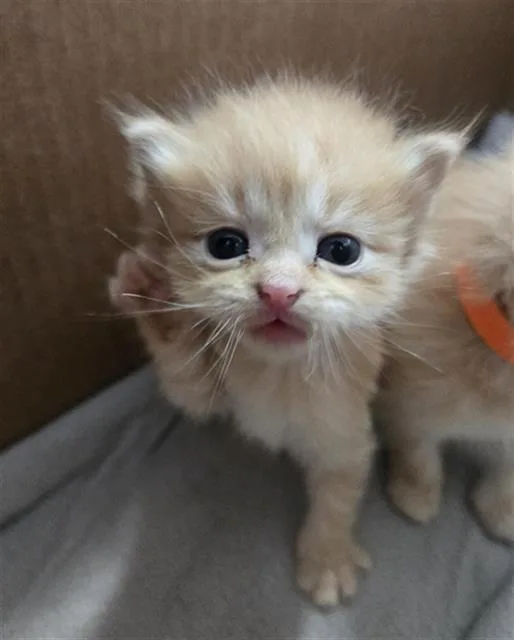 A baby medium-sized female Domestic Medium Hair cat named Windy for adoption in Dallas, TX