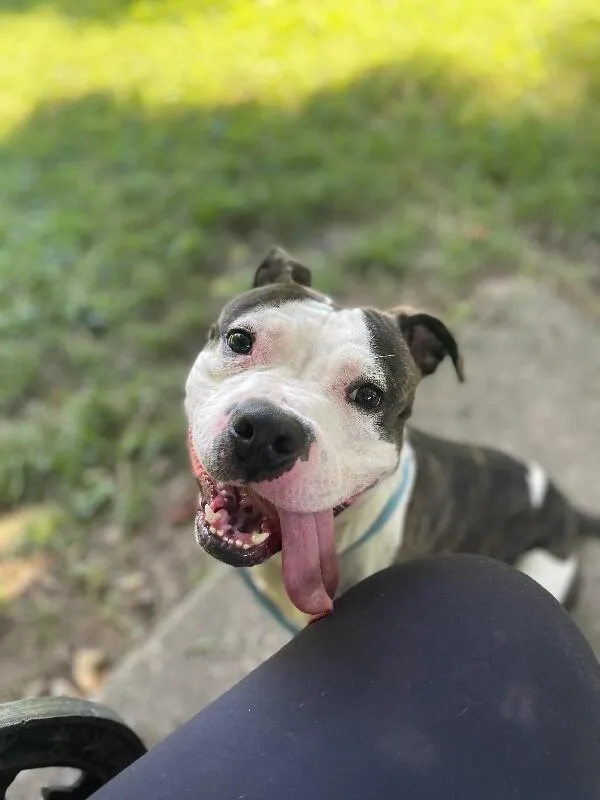 An adult large-sized male Brindle Mixed Breed dog named Busta for adoption in Cincinnati, OH