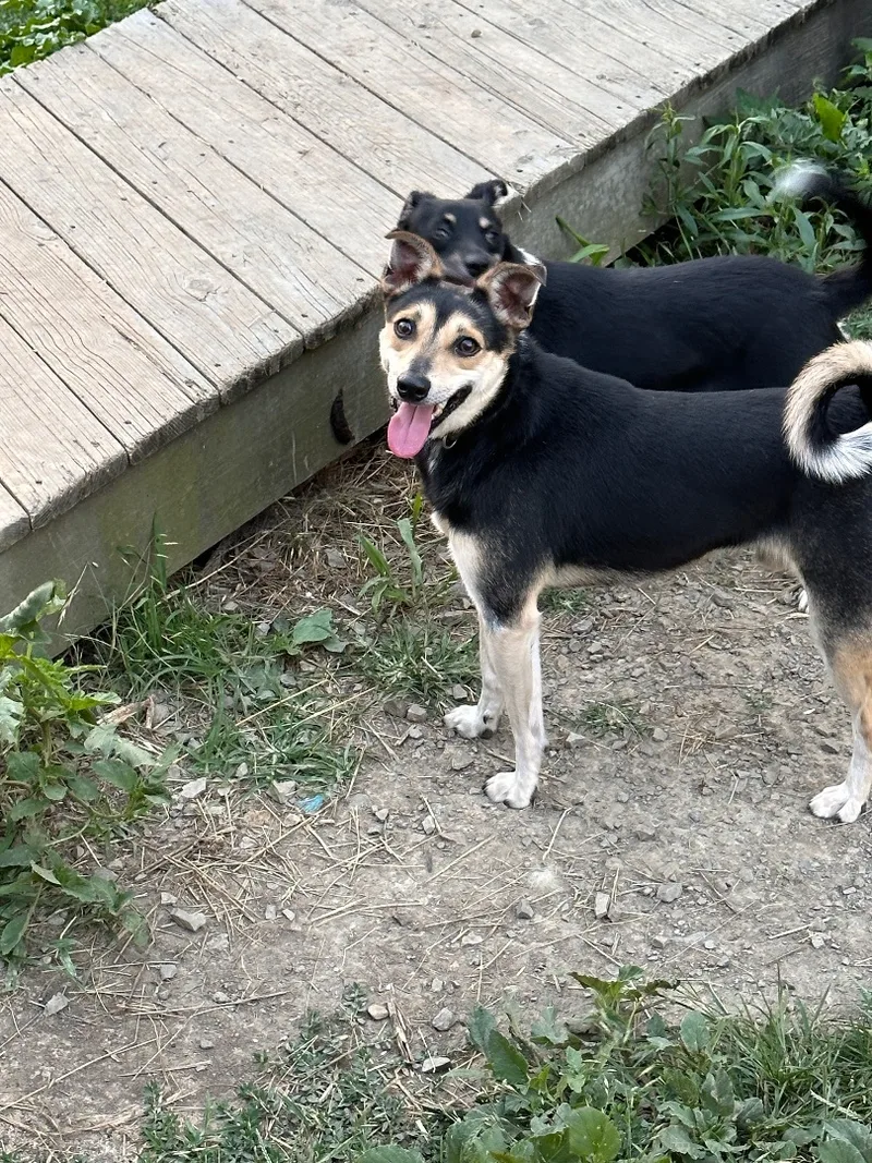 Edward Scissorpaws thumbnail 2