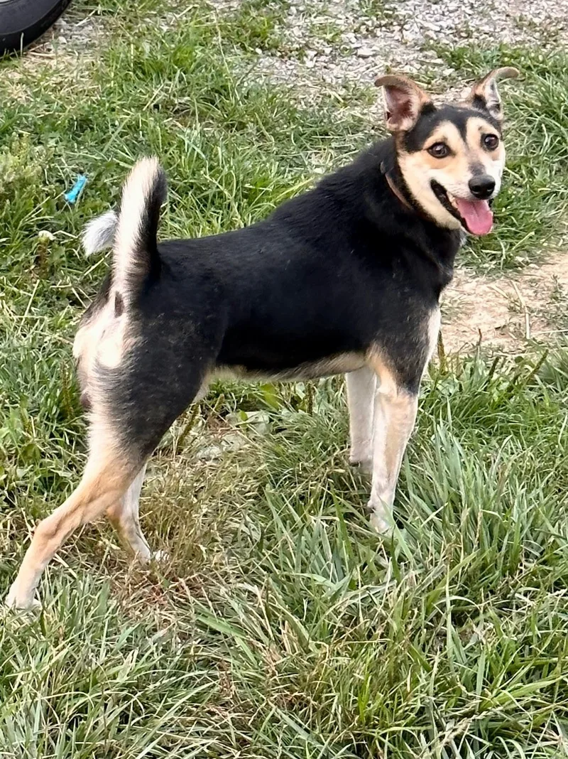 Edward Scissorpaws thumbnail 4