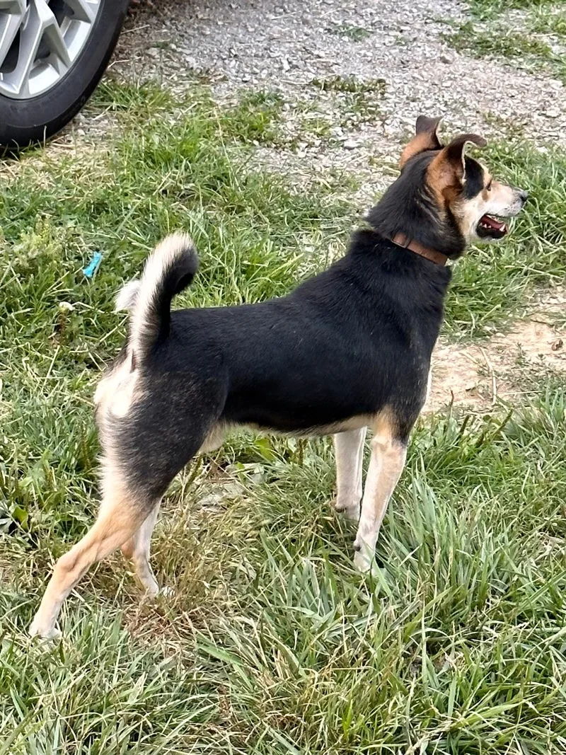 Edward Scissorpaws thumbnail 5