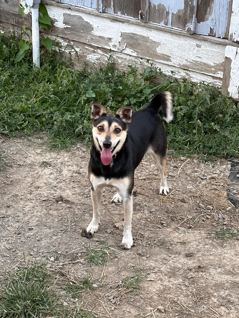 Edward Scissorpaws thumbnail 6