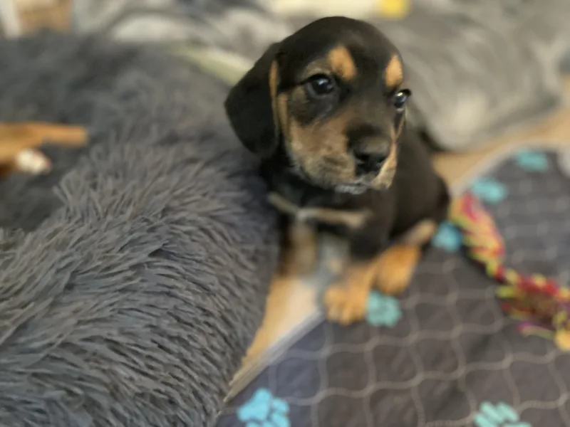 A baby medium-sized male Black Beagle dog named Gus for adoption in Union Grove, WI