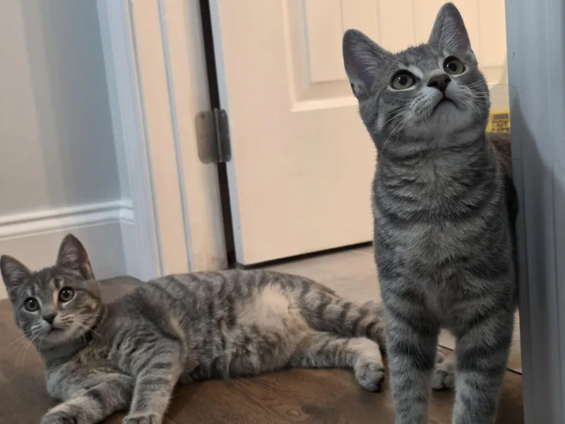 Tinker & Bell. thumbnail 2