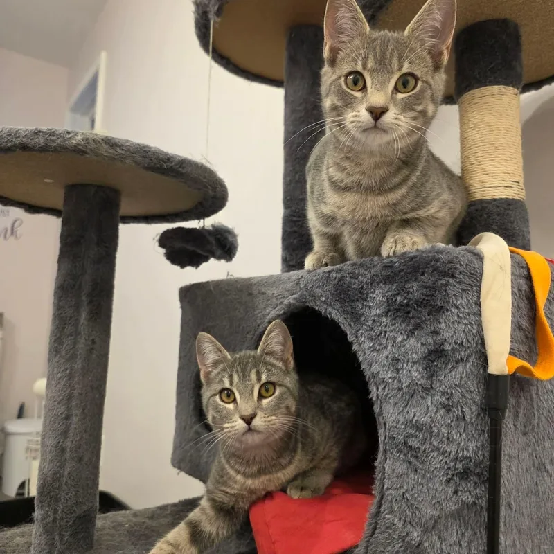 Tinker & Bell. thumbnail 3