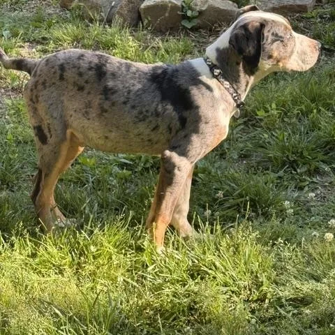 A baby large-sized male Merle (Blue) Catahoula Leopard Dog dog named Gumbo for adoption in Stewart, TN