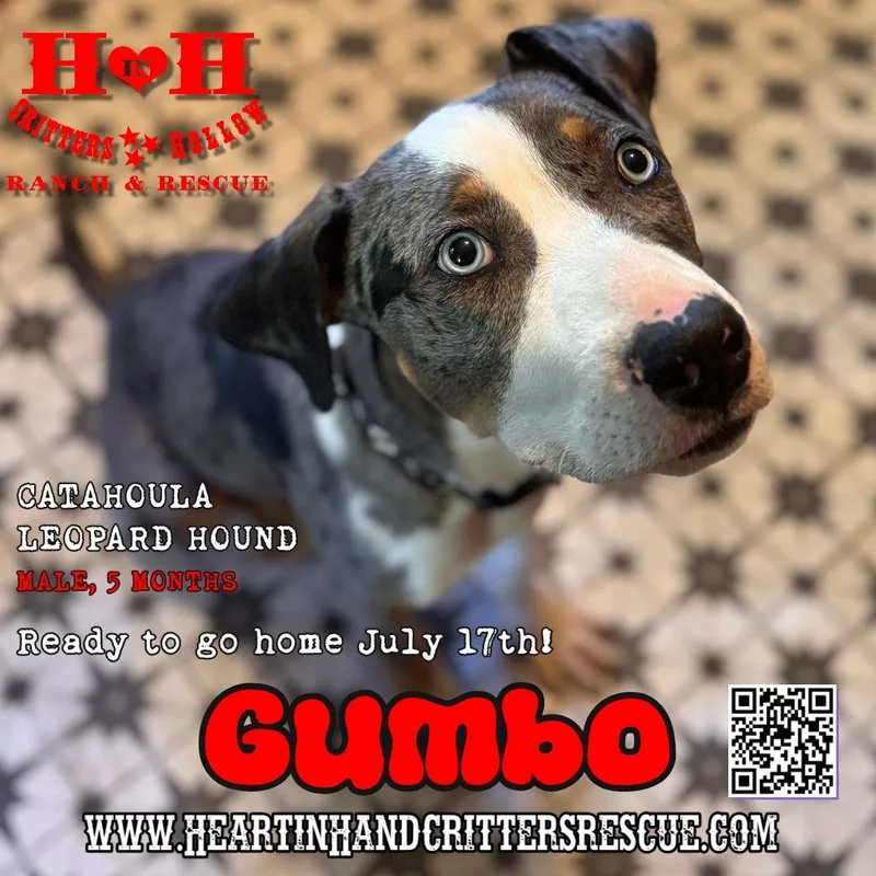 Gumbo thumbnail 2