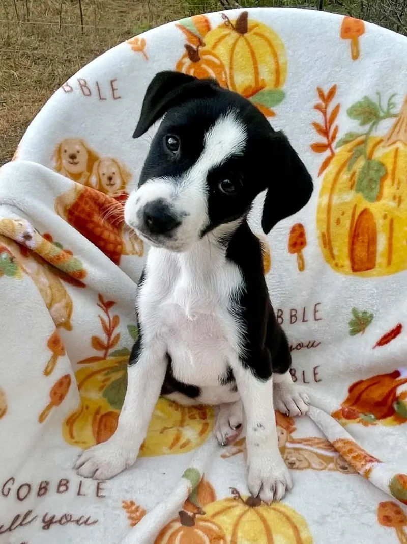 A baby medium-sized female Black English Pointer dog named Winter for adoption in Gregory, TX