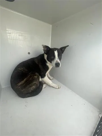 A young medium-sized male Boxer dog named A for adoption in Houston, TX