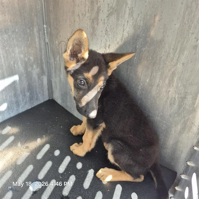 A baby small-sized female German Shepherd Dog dog named Polka for adoption in San Antonio, TX