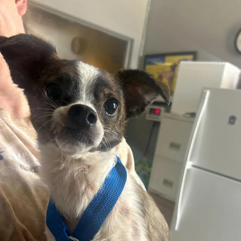 A senior small-sized male White / Cream Mixed Breed dog named Ezra for adoption in Oak Hill, WV