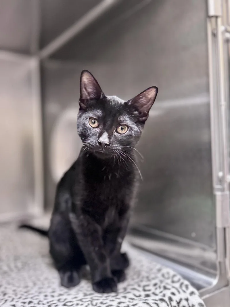 A young medium-sized male Black Domestic Short Hair cat named Mazda for adoption in Cuyahoga Falls, OH