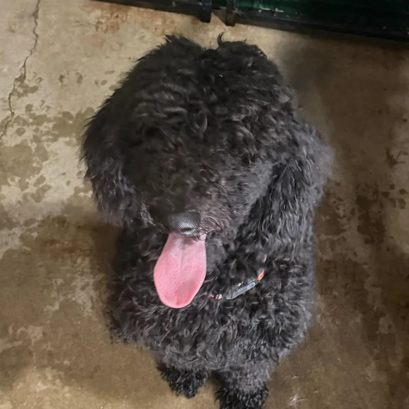 A young medium-sized female Black Standard Poodle dog named Diedra for adoption in Birmingham, AL