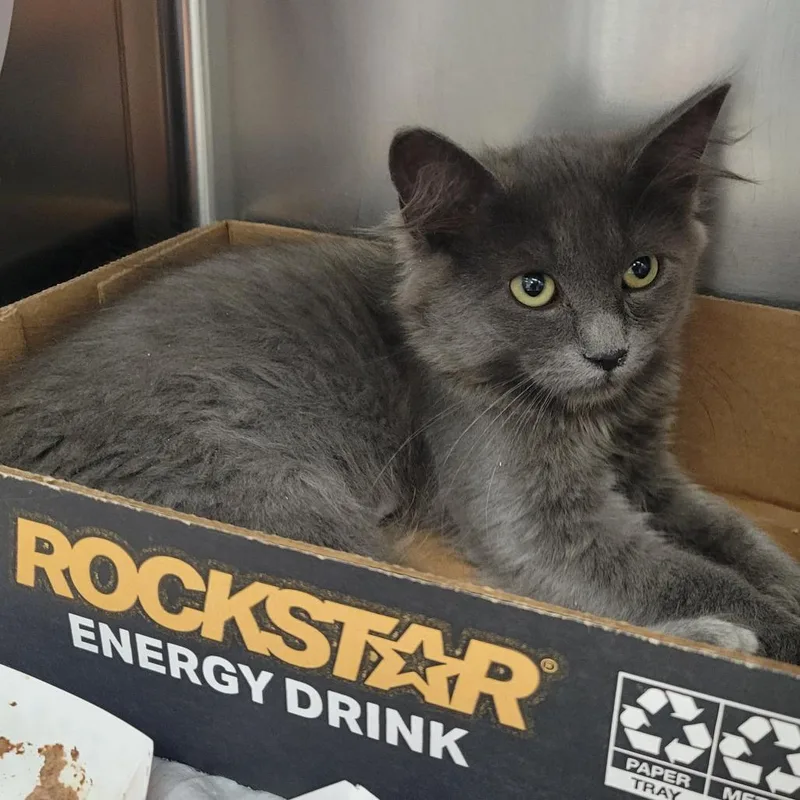 A baby small-sized female Gray / Blue / Silver Domestic Short Hair cat named Spectra Vondergeist for adoption in Westminster, CA